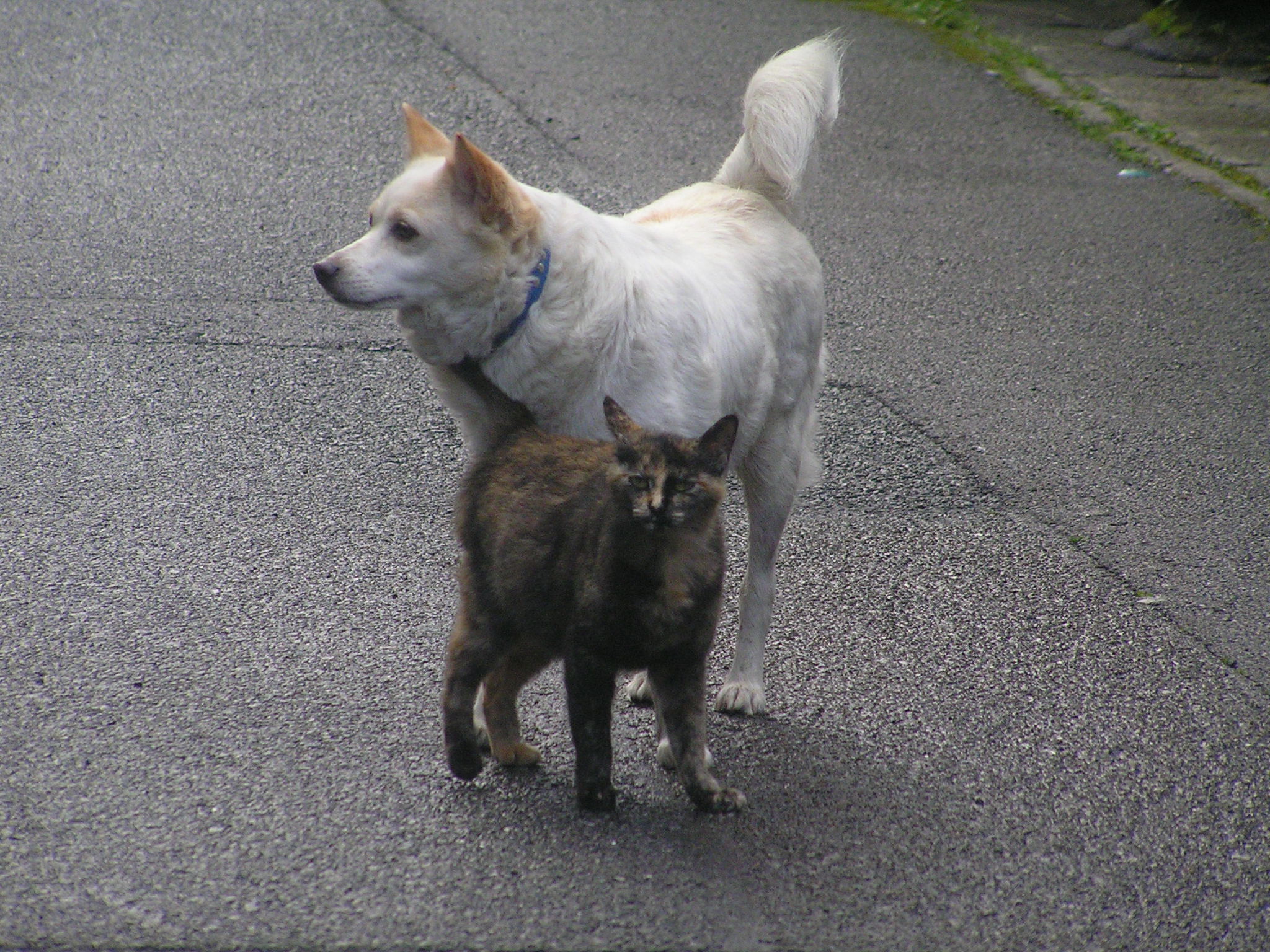 仲のいい犬と猫 奄美が好き