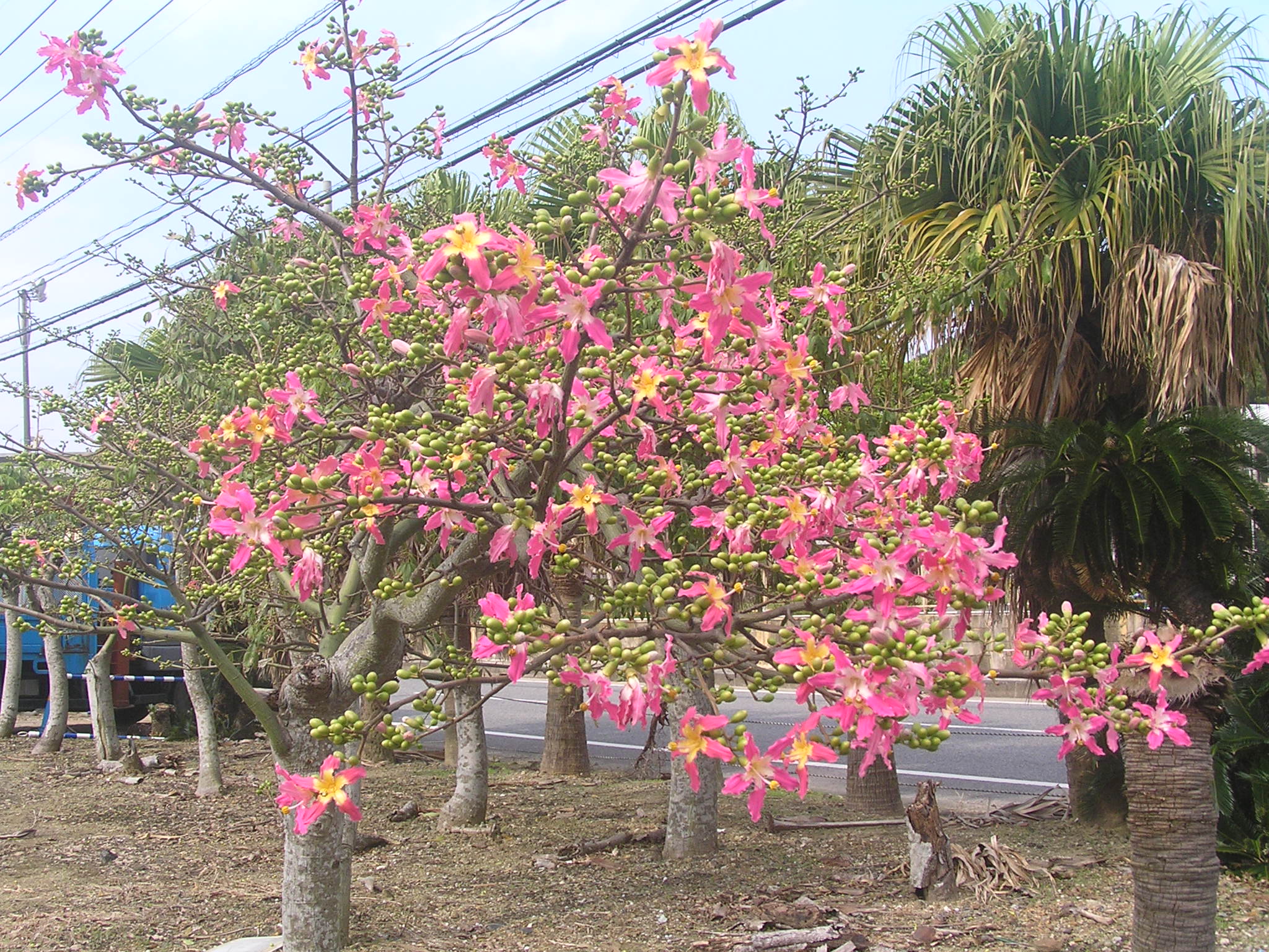 これは イッペイ の花ですか トックリキワタという花らしい 奄美が好き