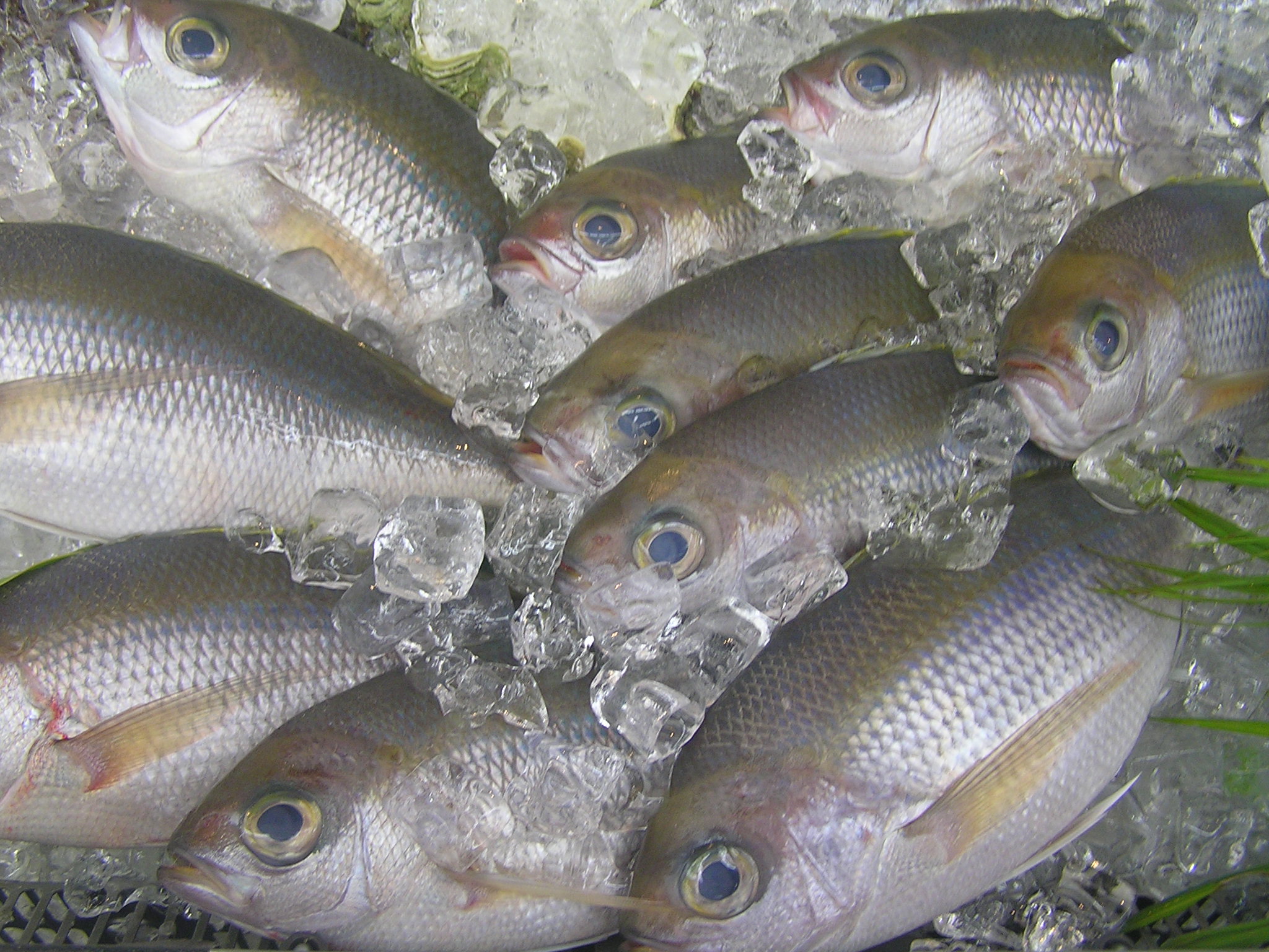 南国奄美の魚たちは色鮮やかです 奄美が好き